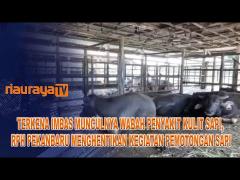 DAGING SAPI LANGKA, RPH PEKANBARU SETOP PEMOTONGAN DAGING SAPI